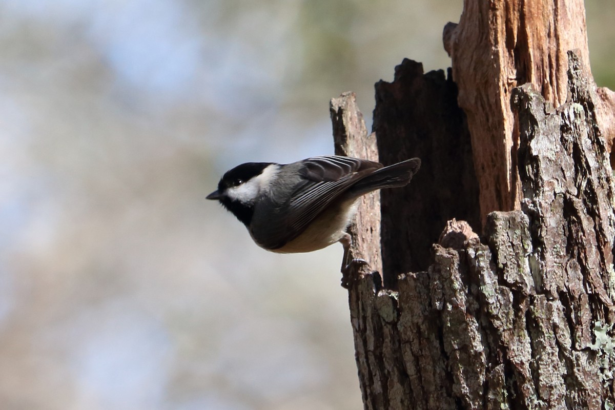 Carolina Chickadee - ML83273311