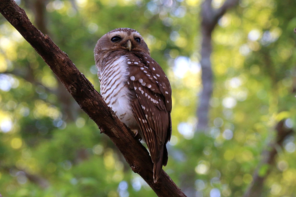 White-browed Owl - Leith Woodall