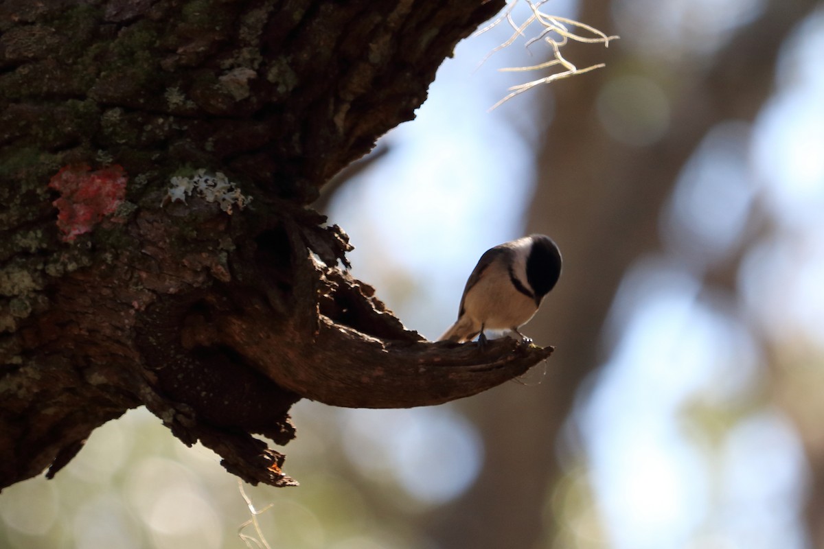 Carolina Chickadee - ML83273431