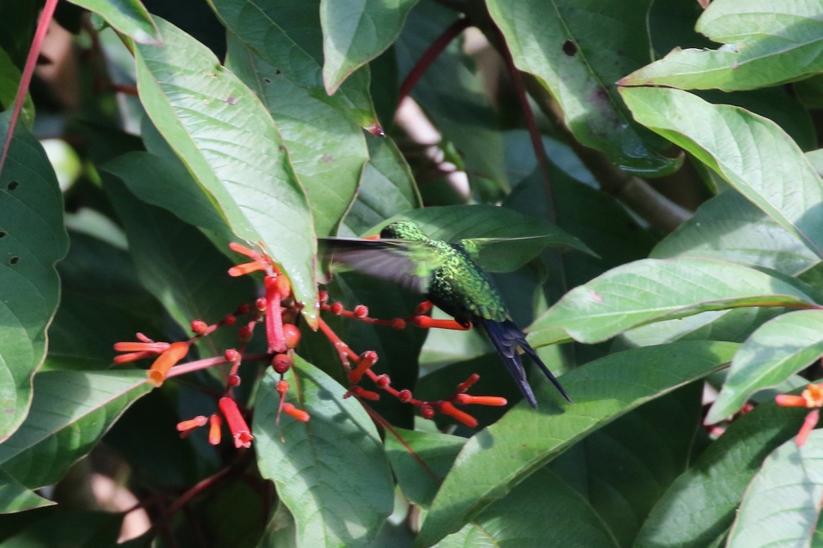 Cozumel Emerald - Douglas Faulder