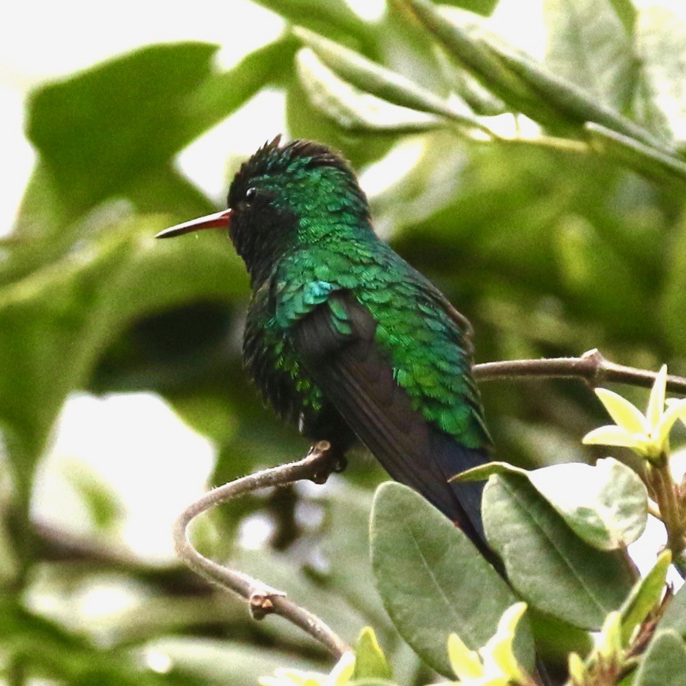 Cozumel Emerald - Douglas Faulder