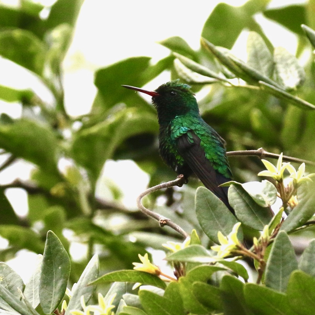 Cozumel Emerald - ML83273711