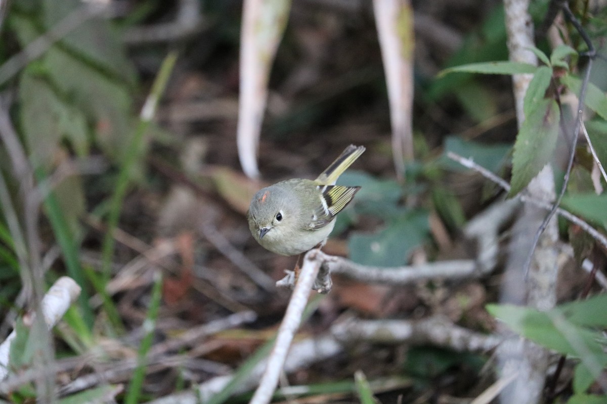 Ruby-crowned Kinglet - ML83273761