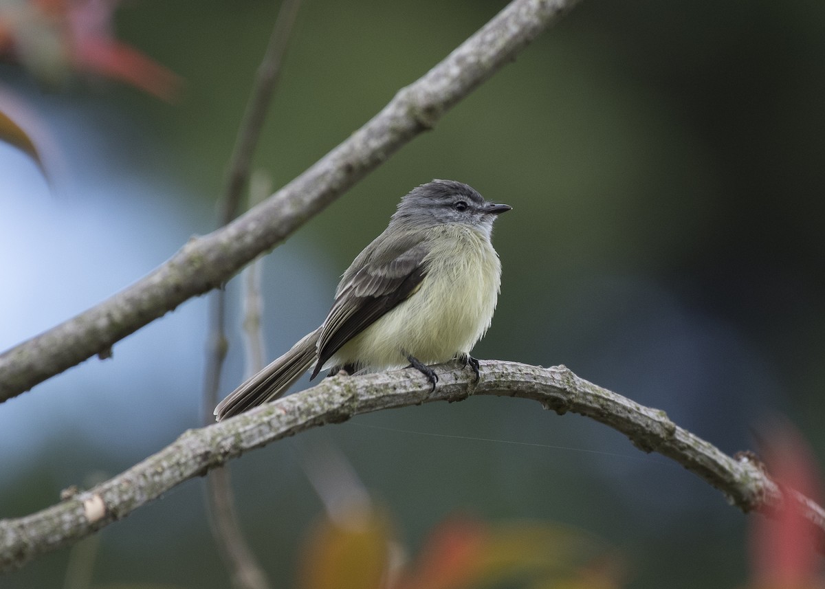 Sooty-headed Tyrannulet - ML83273981