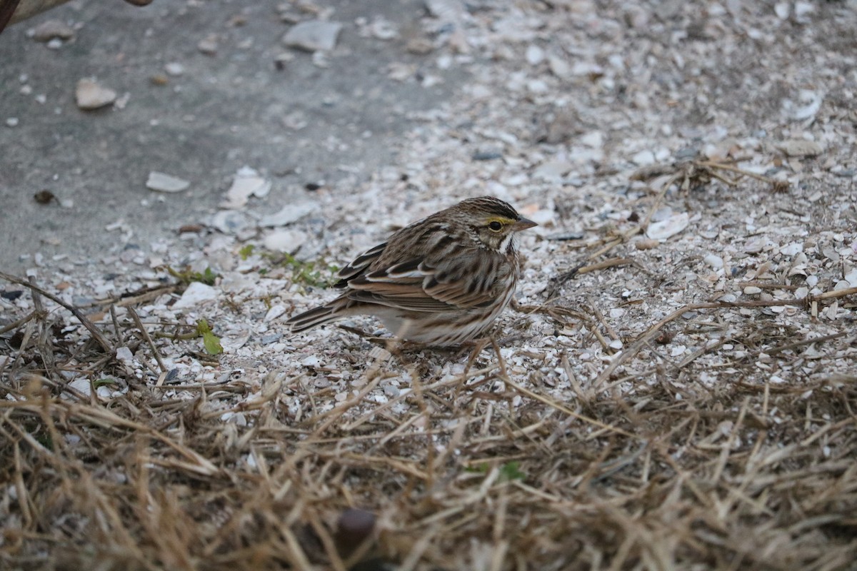 Savannah Sparrow - ML83274231