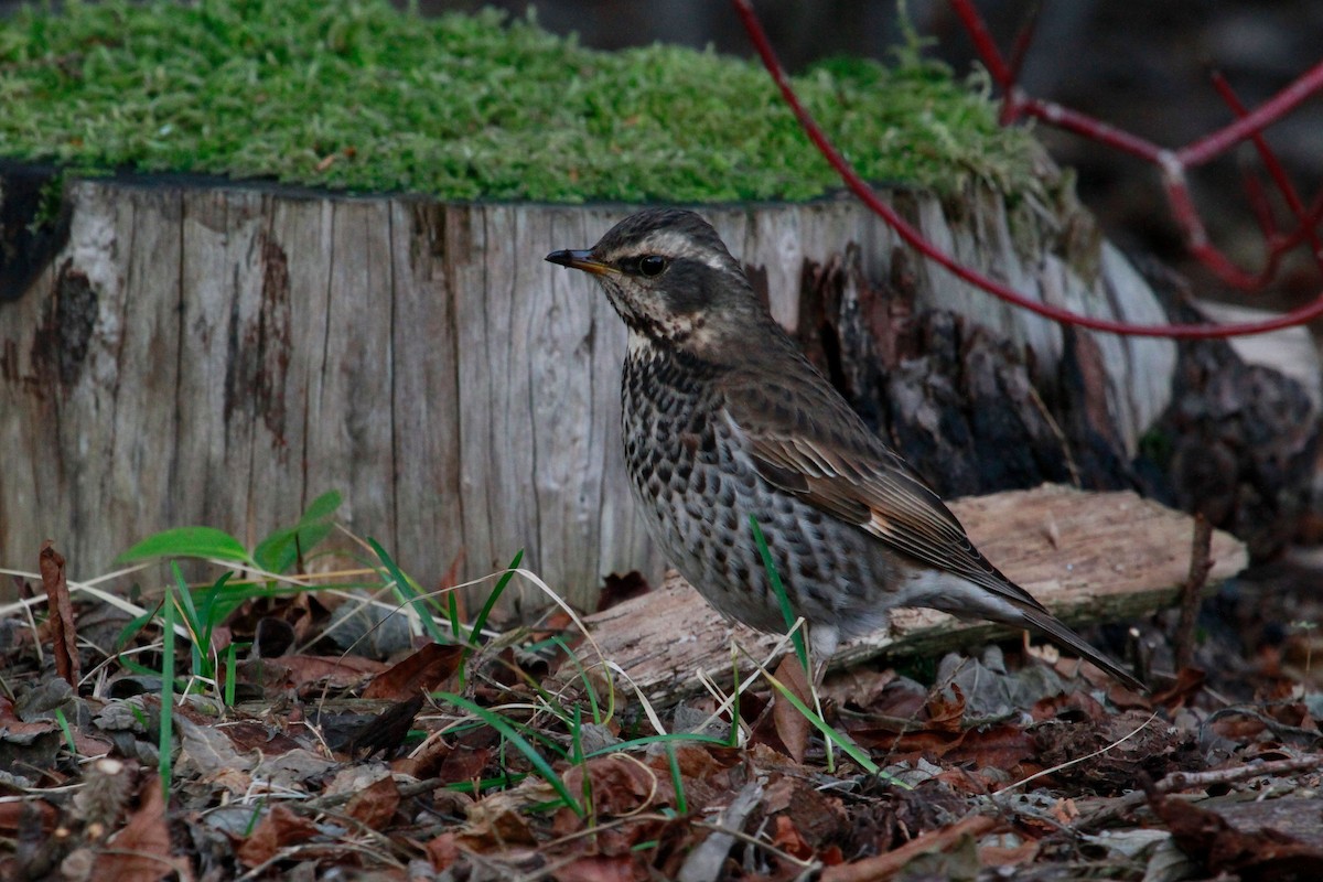 Dusky Thrush - Steve Heinl