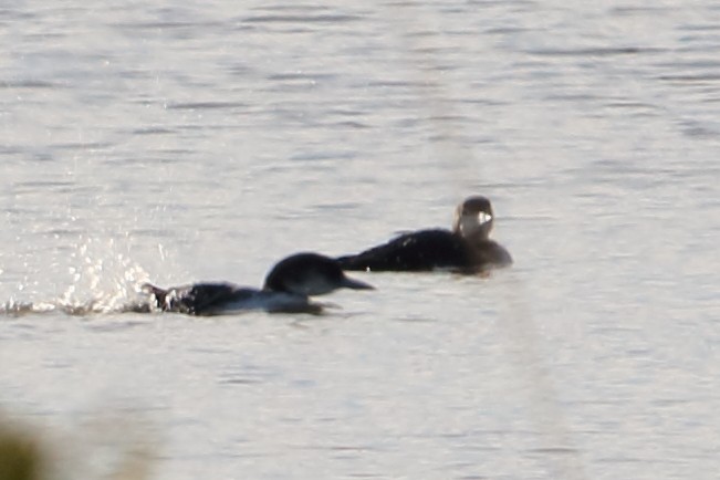 Common Loon - ML83274421