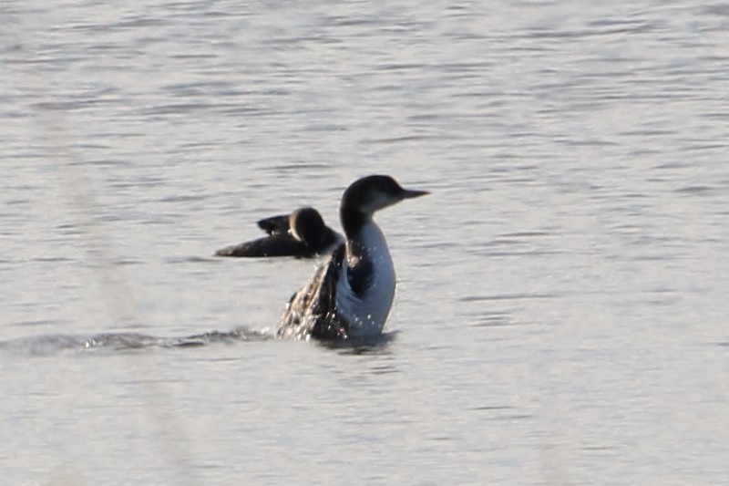 Plongeon huard - ML83274451