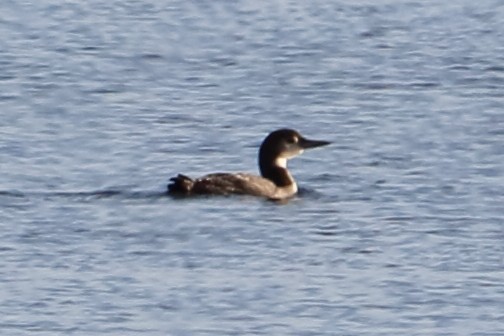 Common Loon - ML83274461