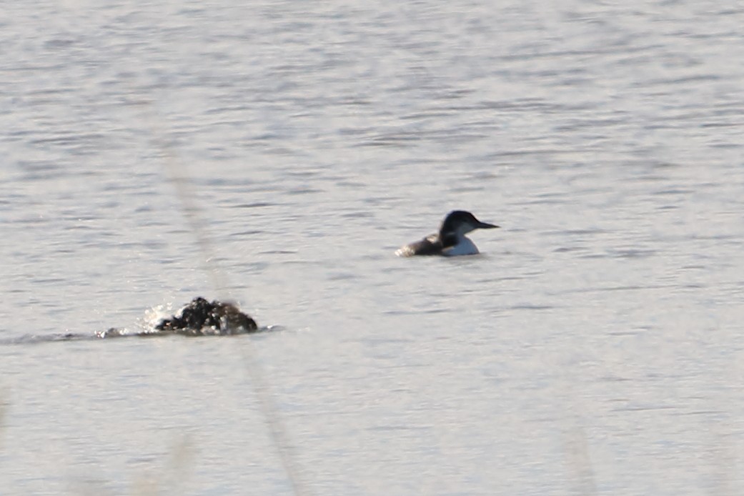 Common Loon - ML83274491