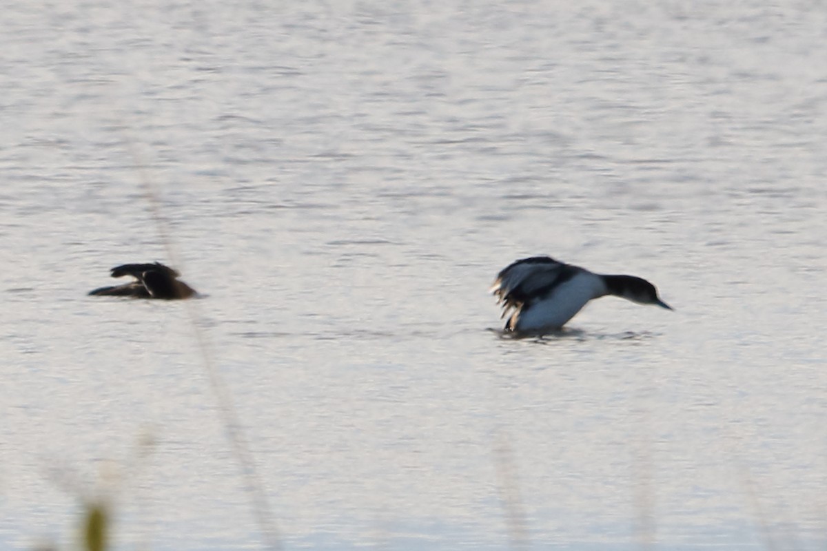 Plongeon huard - ML83274521