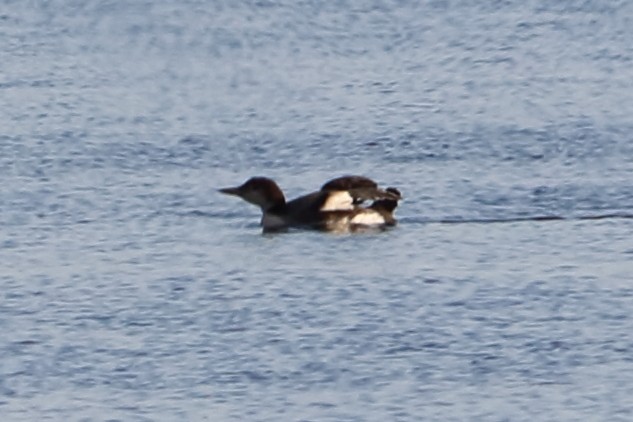 Common Loon - ML83274531