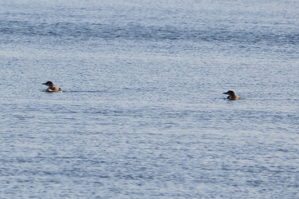 Common Loon - ML83274591