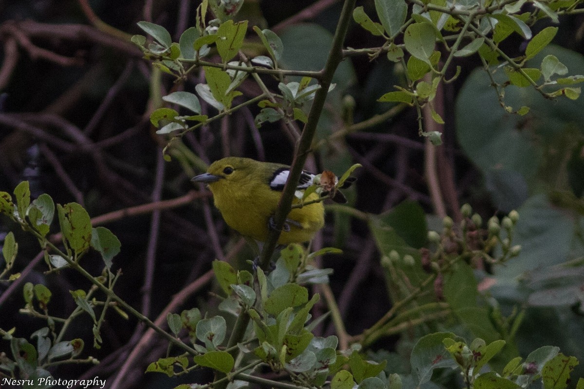 Common Iora - ML83276071