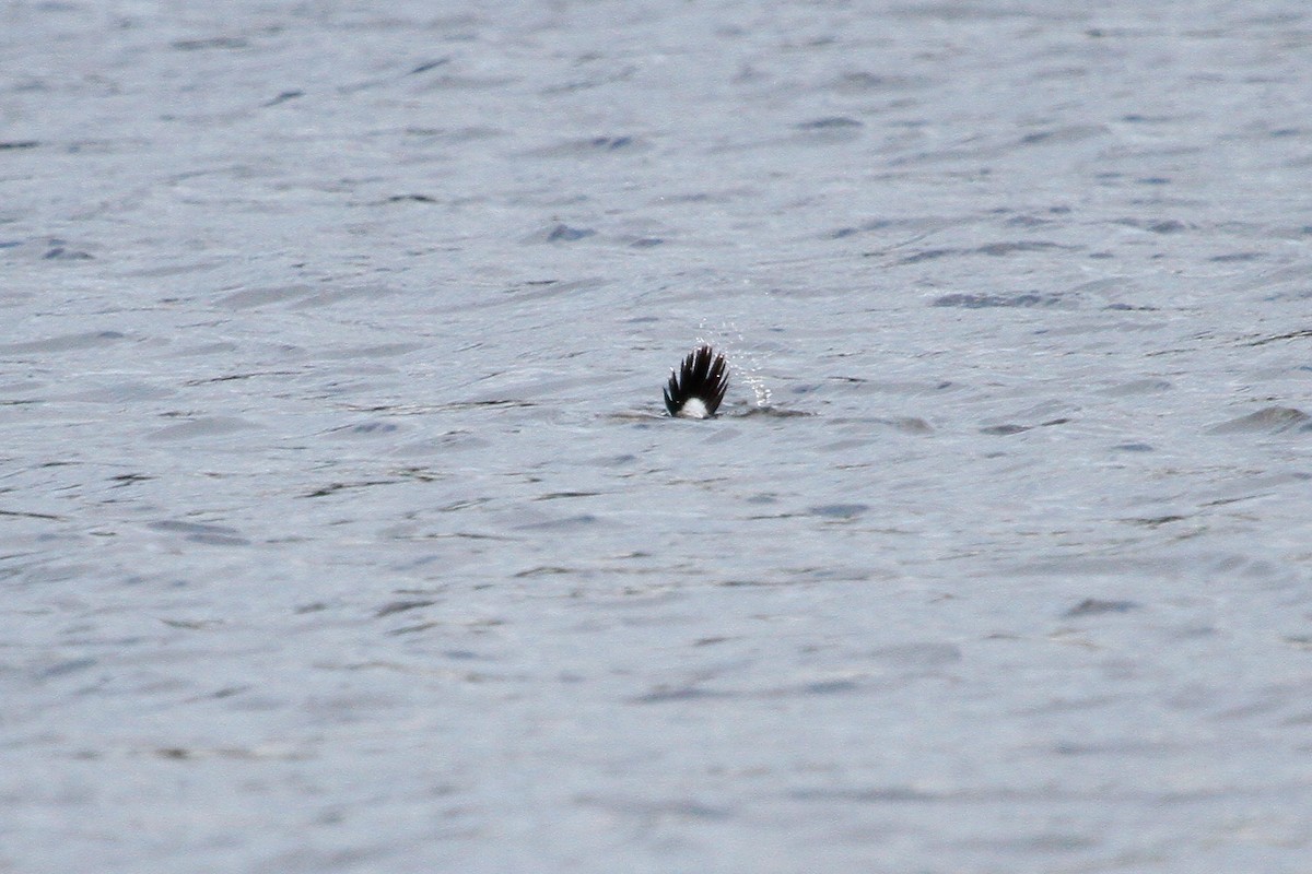 Ruddy Duck - Steve Heinl