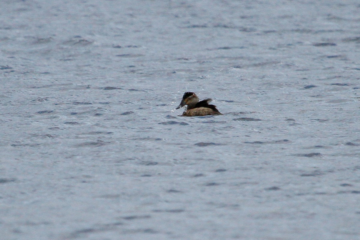 Ruddy Duck - Steve Heinl