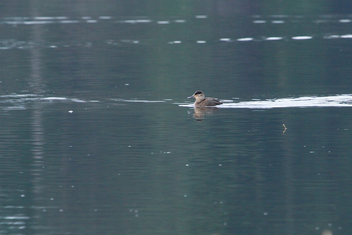 Ruddy Duck - ML83276931