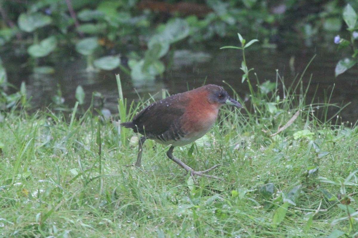 White-throated Crake (Gray-faced) - ML83278141