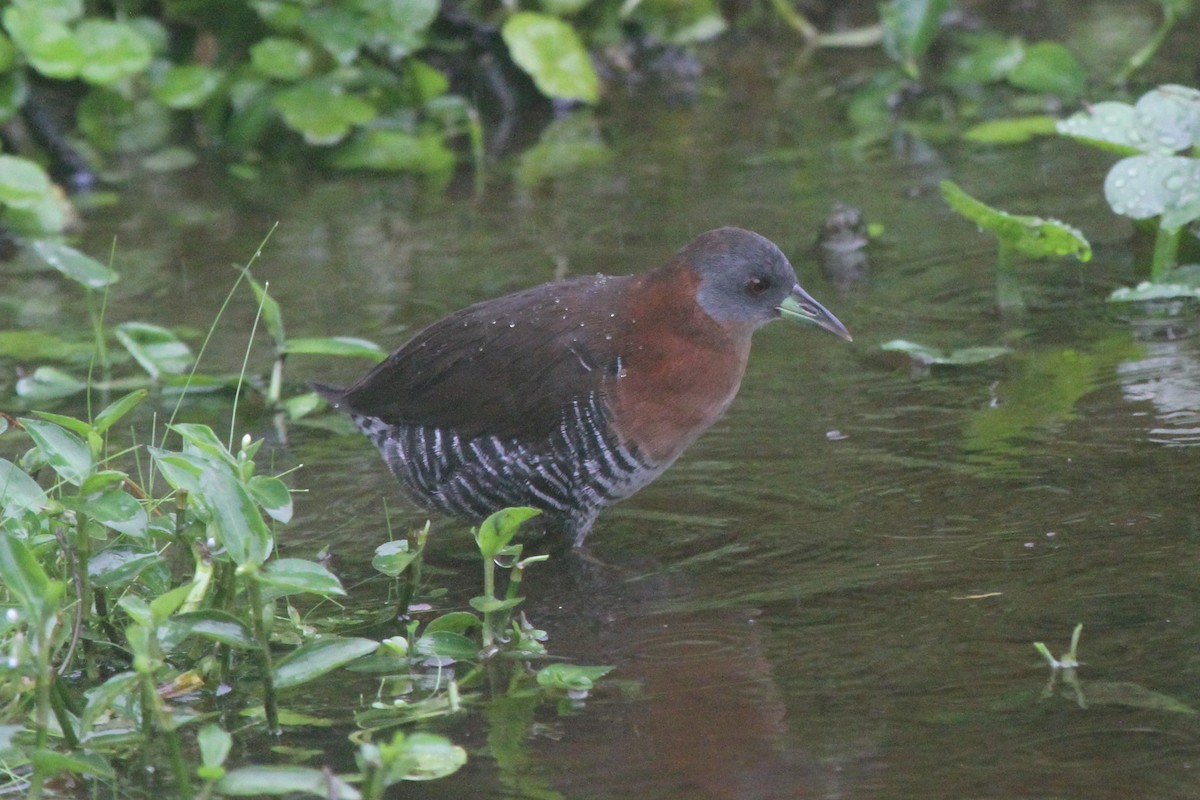 White-throated Crake (Gray-faced) - ML83278151