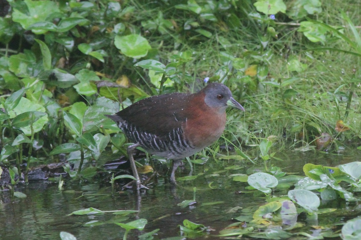 White-throated Crake (Gray-faced) - ML83278171