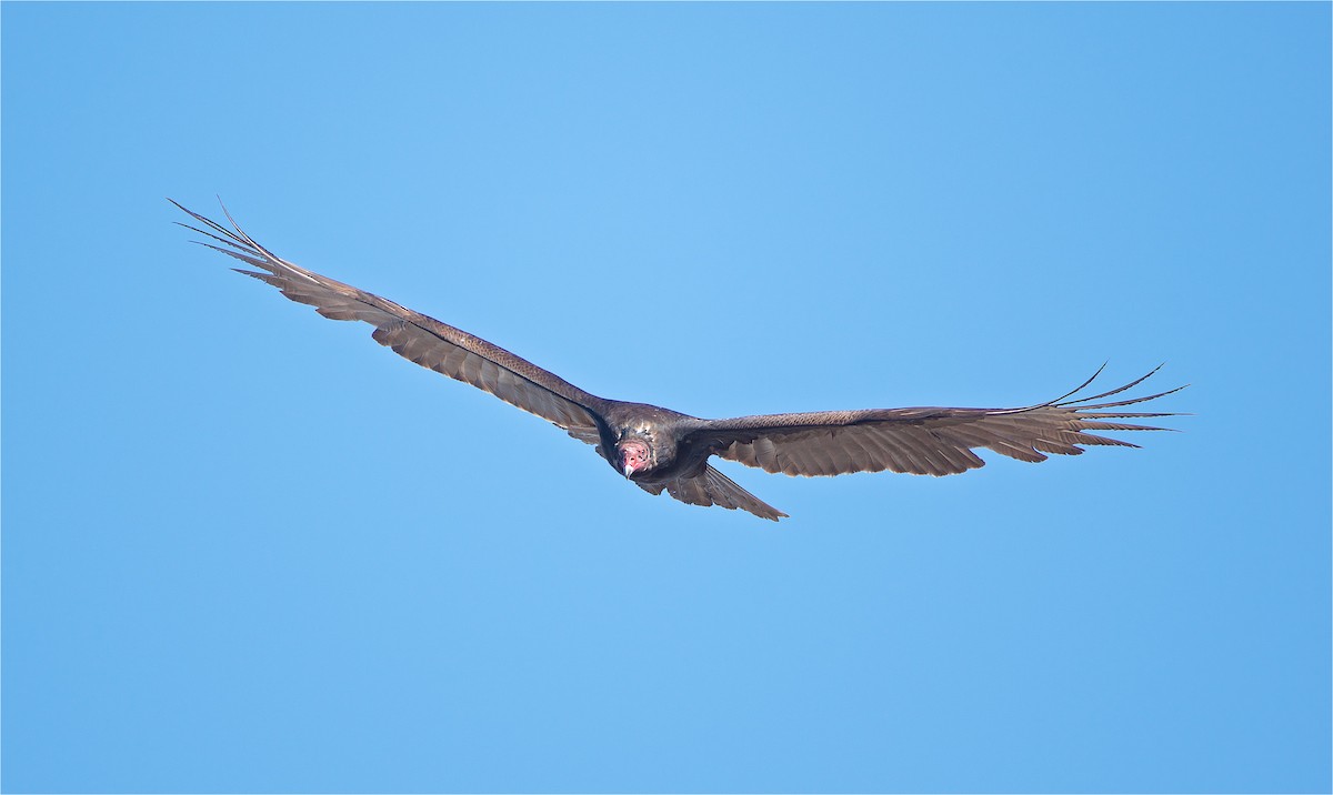 Turkey Vulture - ML83278611