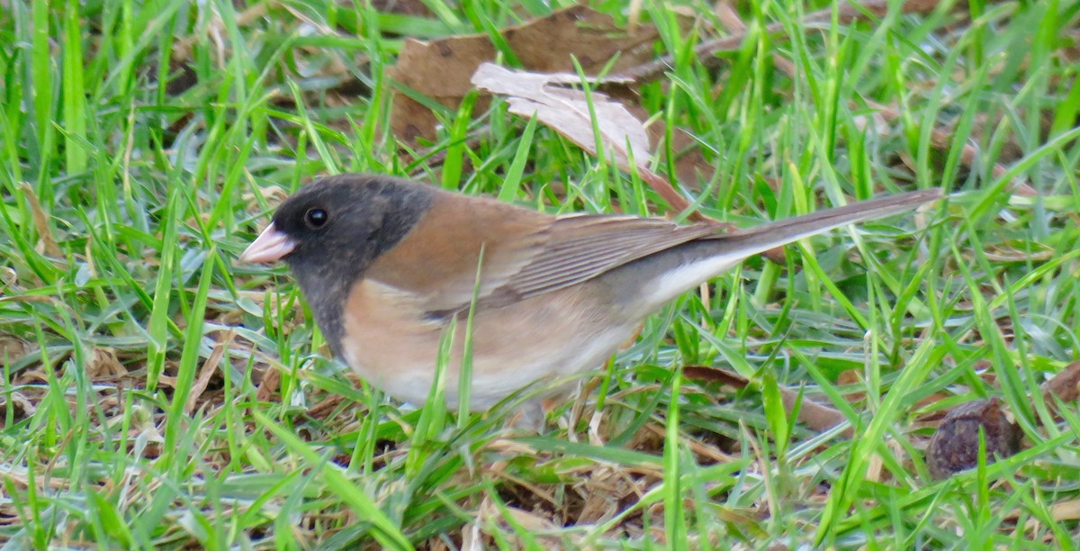 Dark-eyed Junco - ML83279531