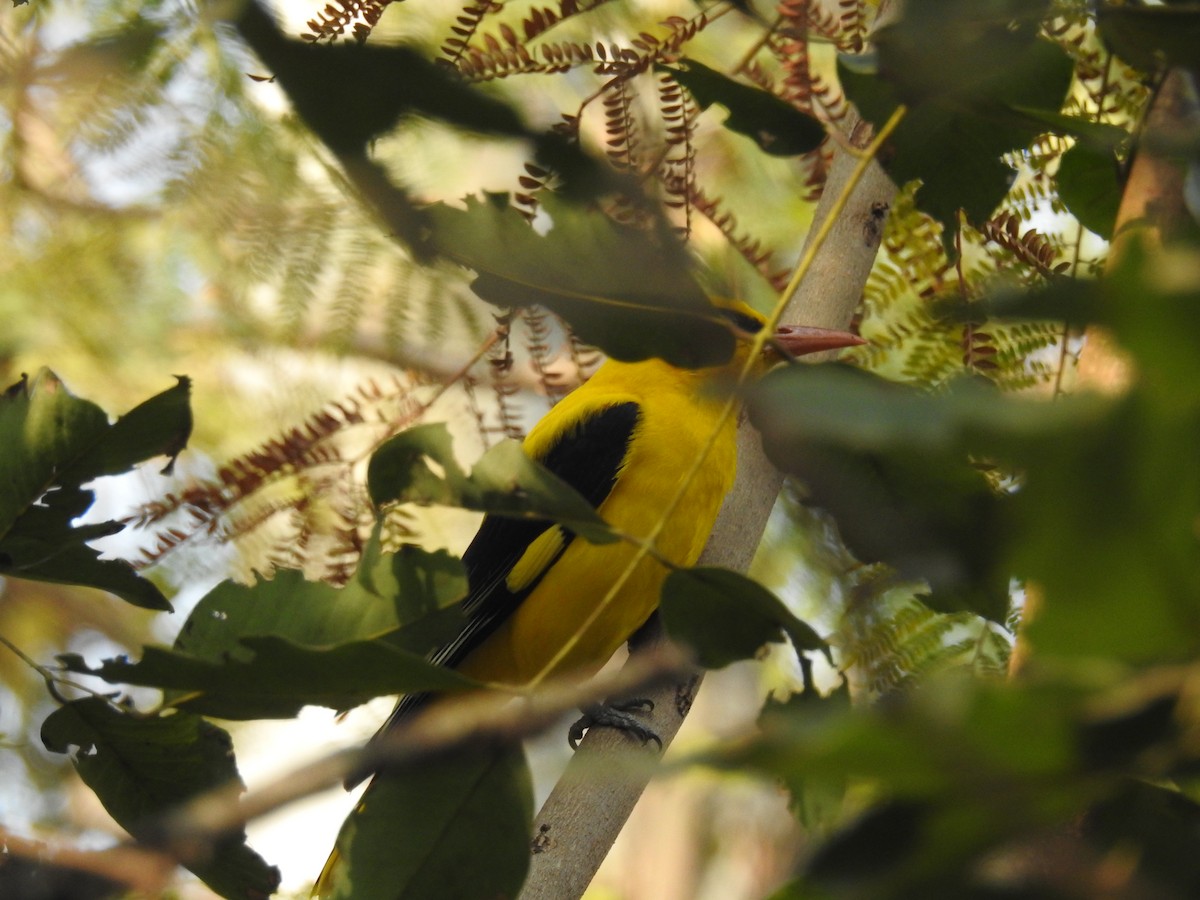 Indian Golden Oriole - ML83280241