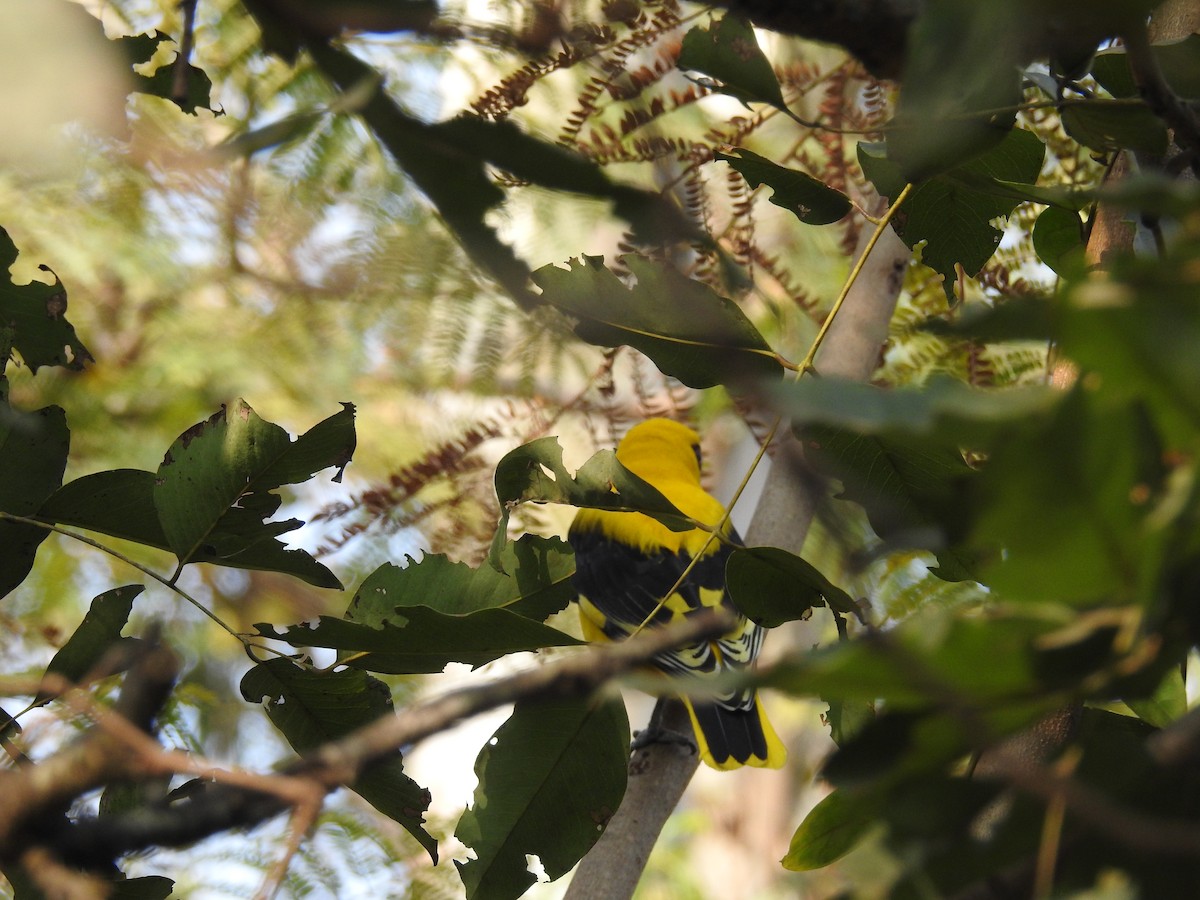 Indian Golden Oriole - ML83280251