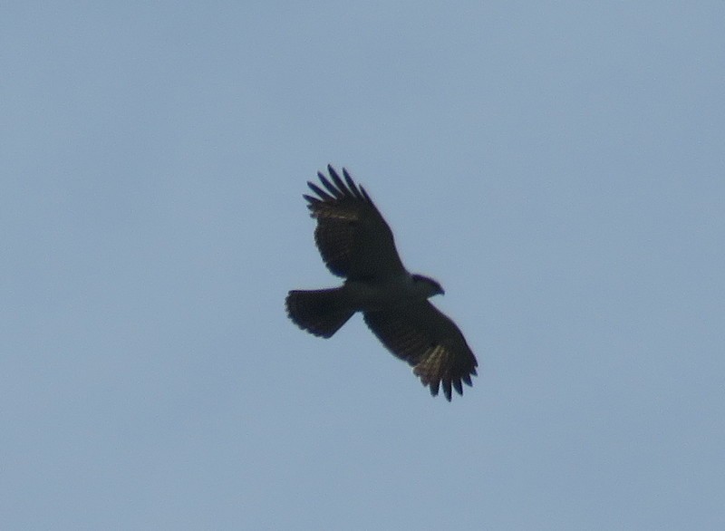 Rufous-bellied Eagle - ML83281551