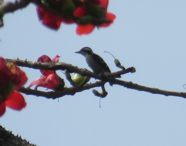 Brown-capped Pygmy Woodpecker - ML83281661
