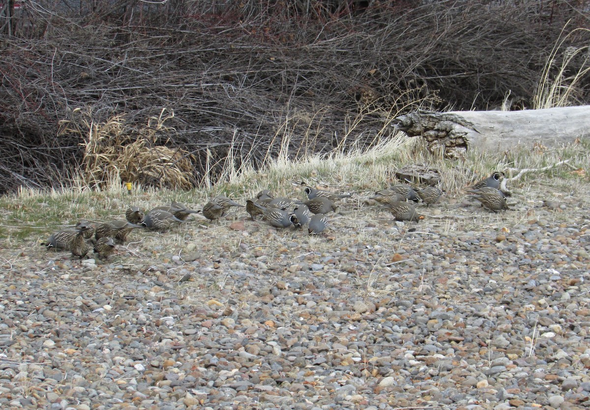 California Quail - Steve Stump