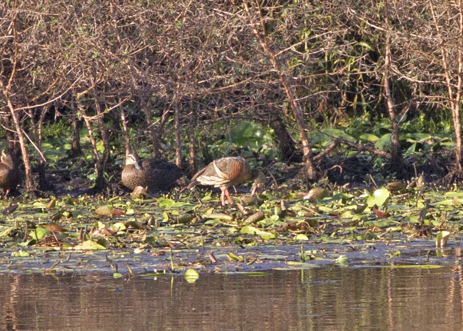 Plumed Whistling-Duck - ML83284451