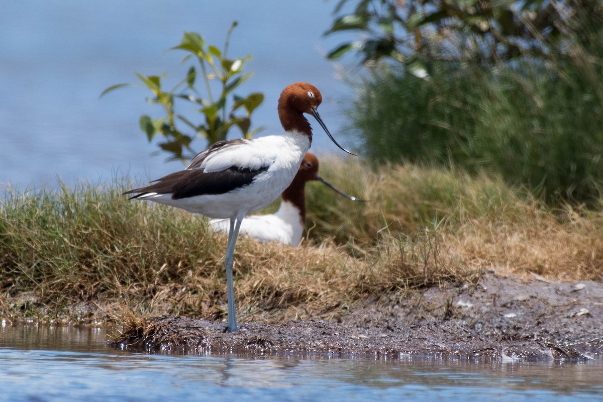 Red-necked Avocet - ML83284791