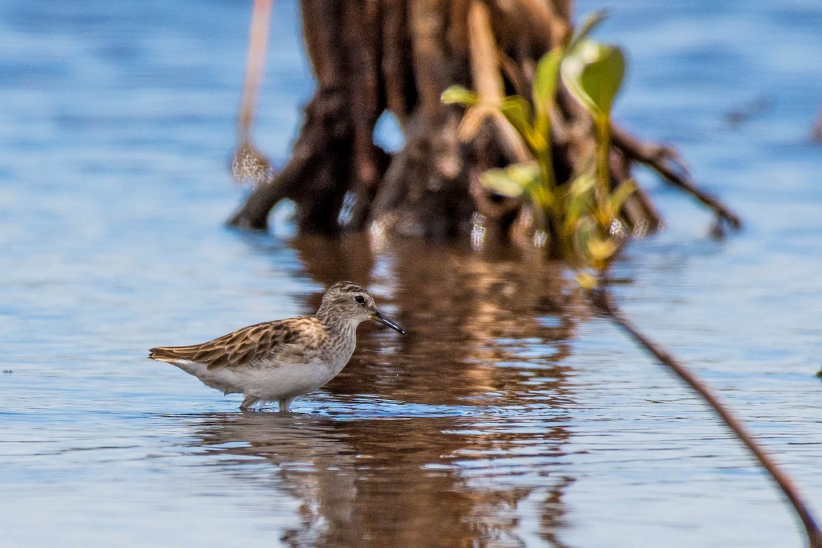 Long-toed Stint - Terence Alexander