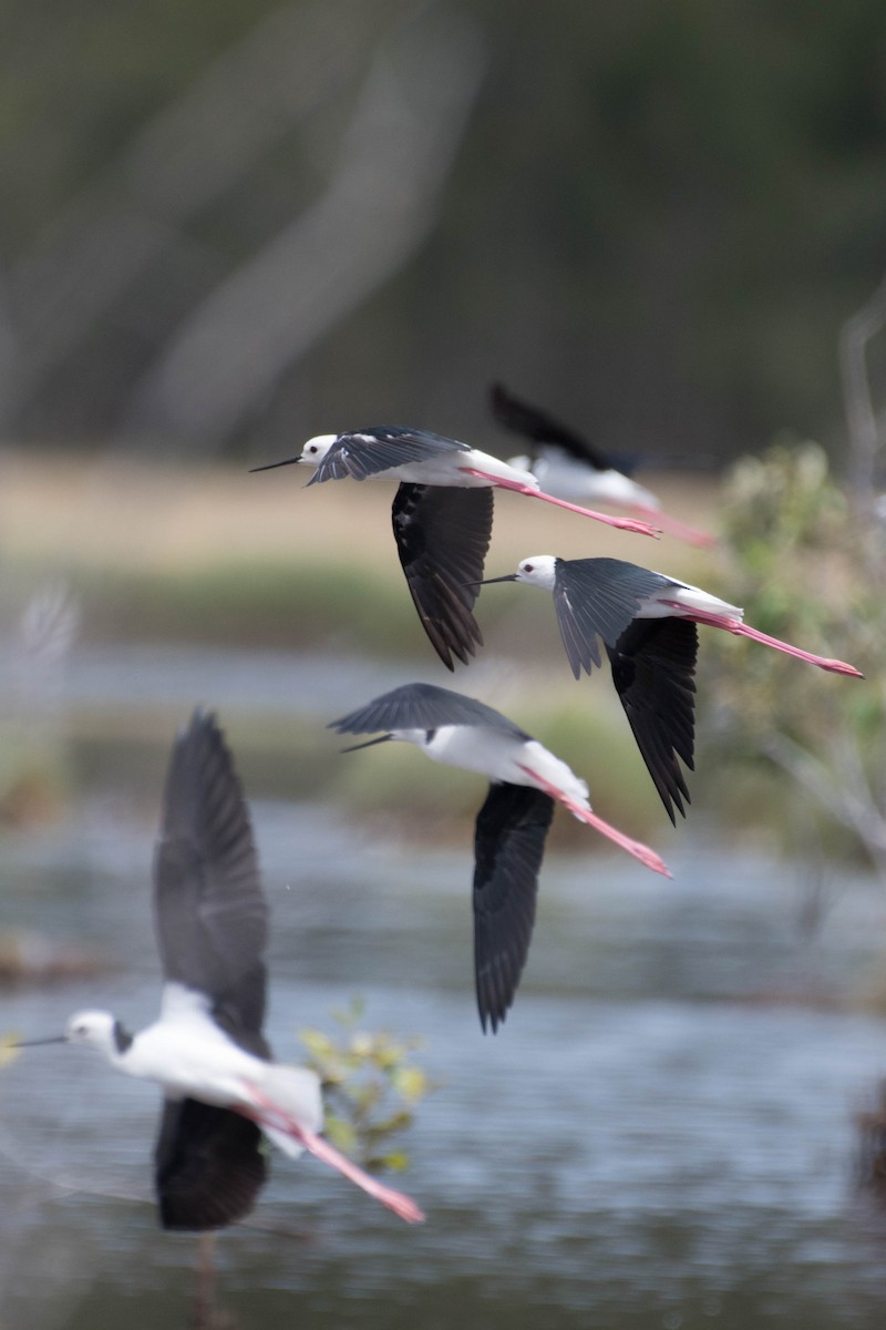 Pied Stilt - ML83285471