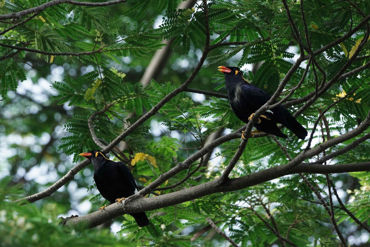 Common Hill Myna - Kian Guan Tay