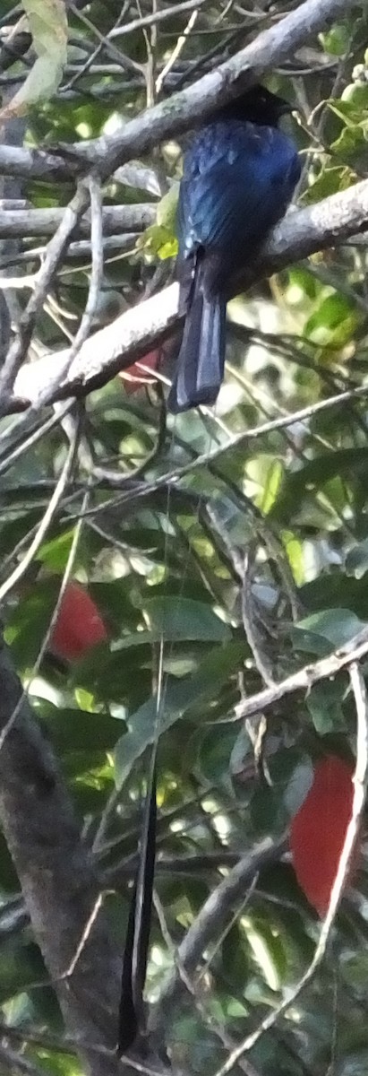 Lesser Racket-tailed Drongo - Glenn Morris