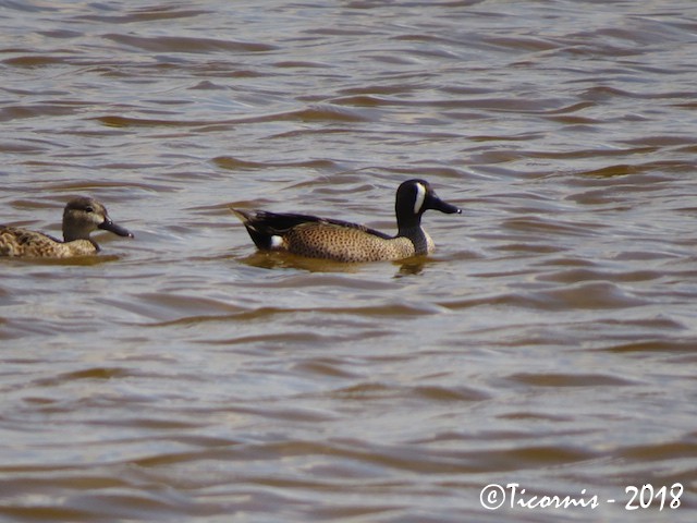 Blue-winged Teal - ML83287951