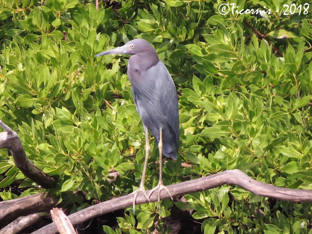 Garceta Azul - ML83288051