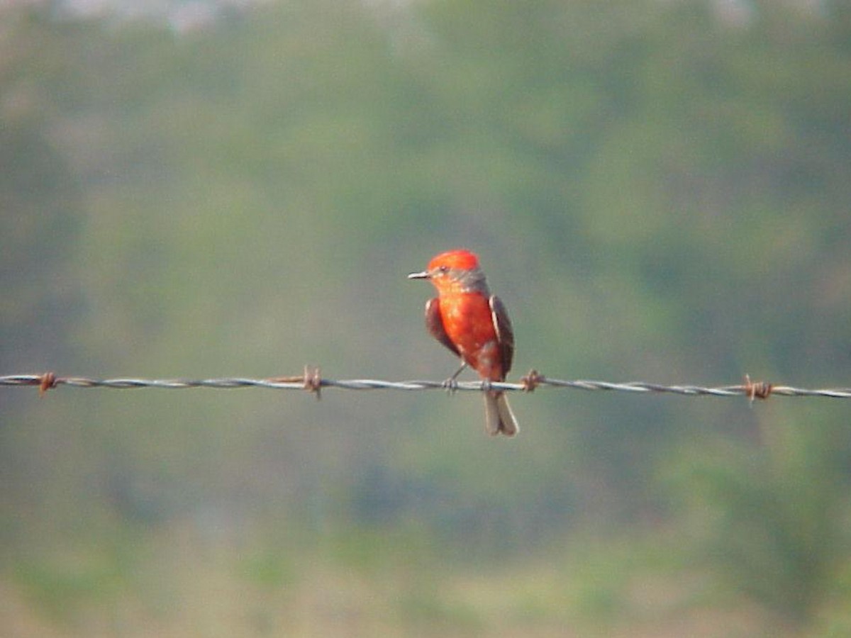 Vermilion Flycatcher - ML83288081