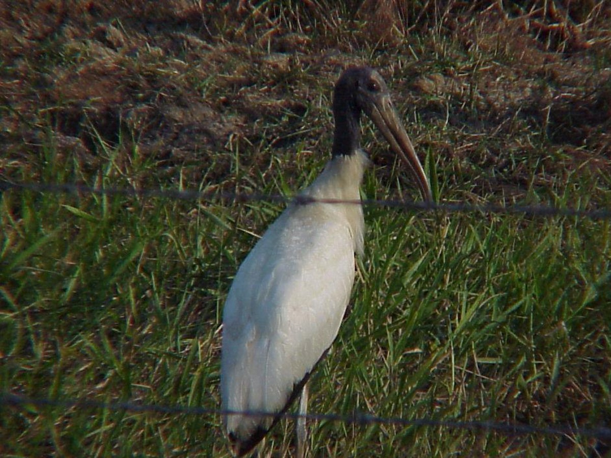 Wood Stork - ML83288241