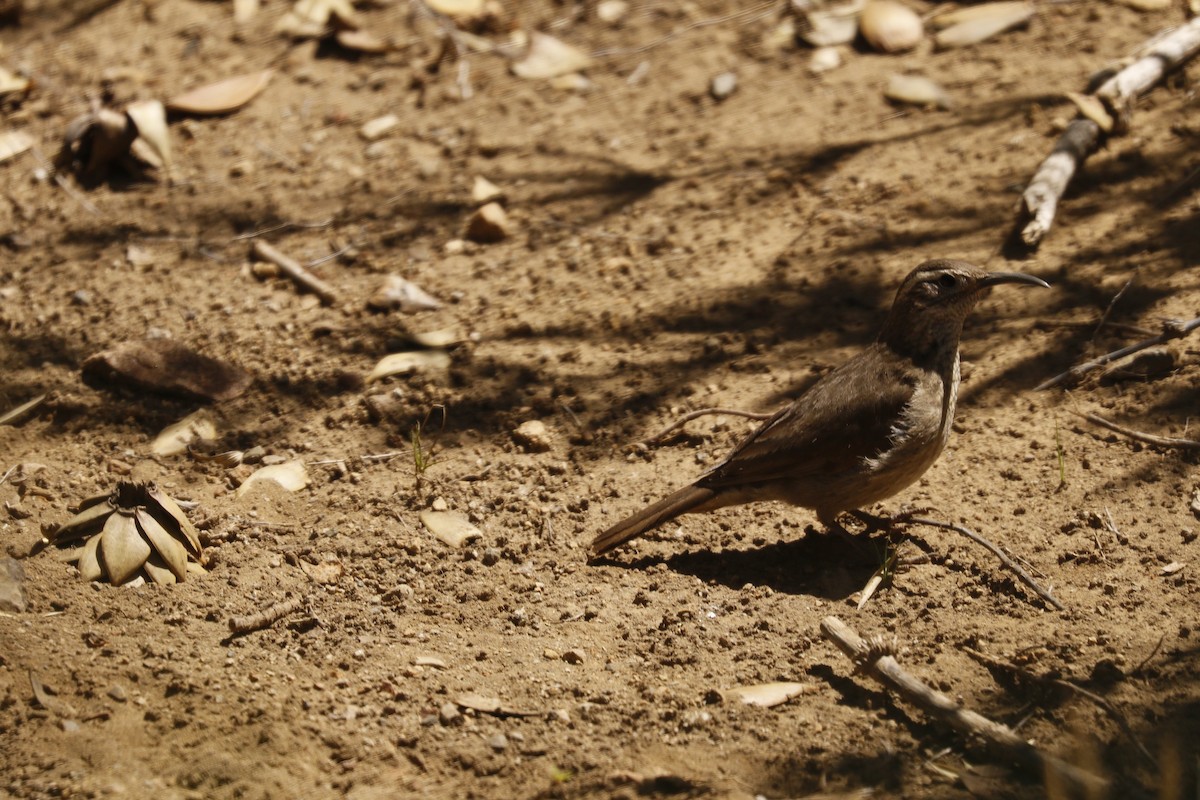 Patagonian Forest Earthcreeper - ML83288431