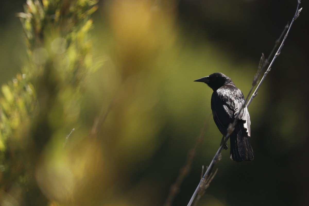 Austral Blackbird - ML83288651