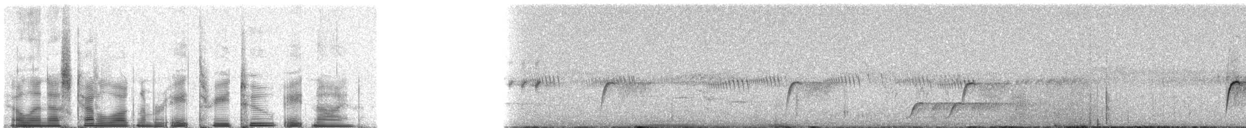 svartbuskvarsler (fuelleborni) - ML83289