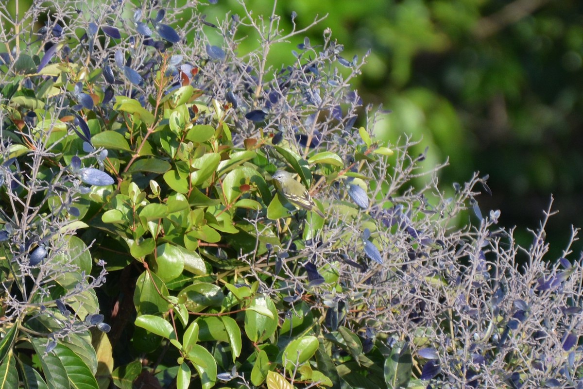 Yellow-crowned Tyrannulet - ML83289141