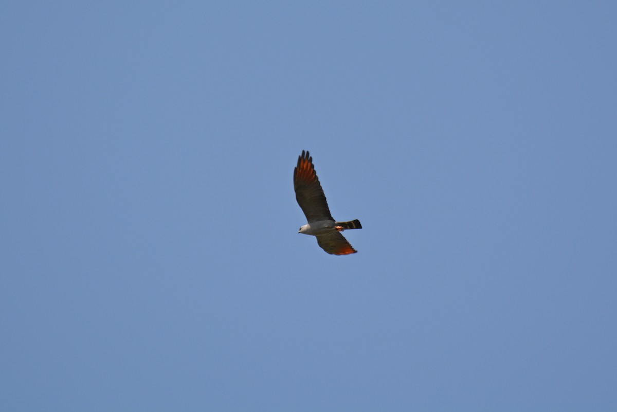 Plumbeous Kite - Henry Cook