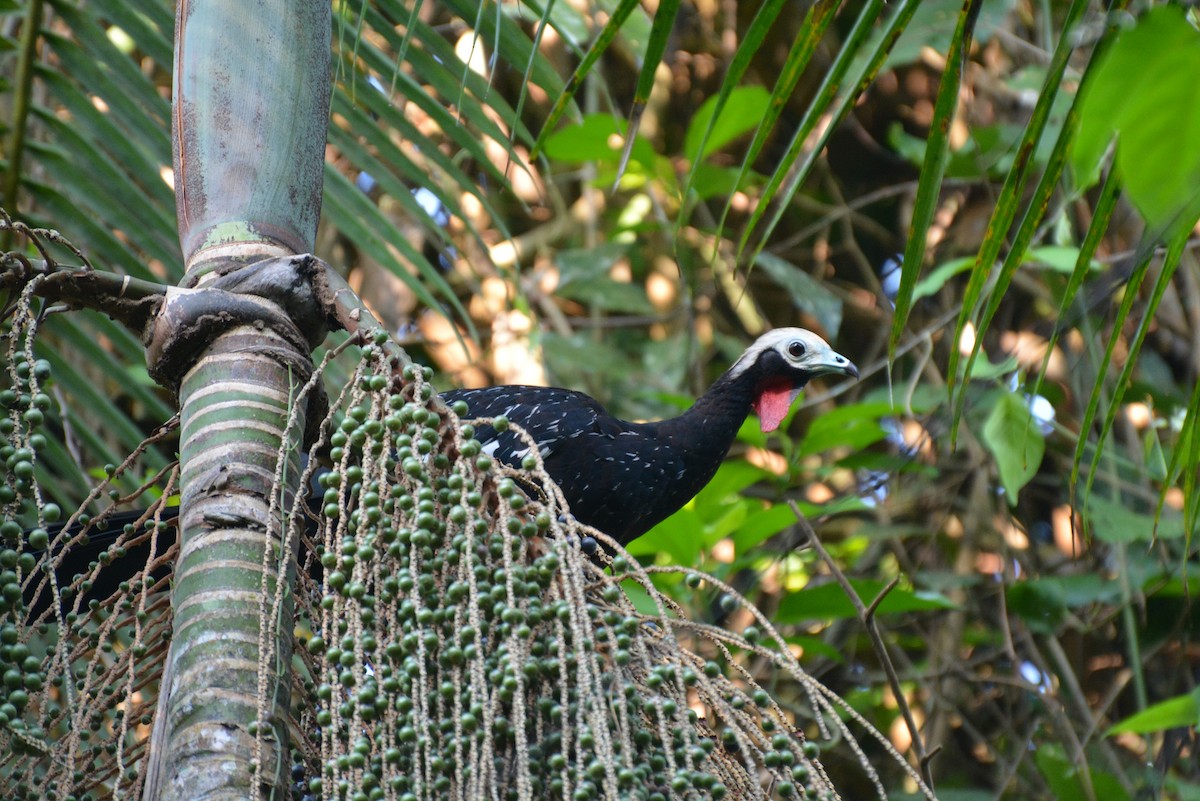 Red-throated Piping-Guan - ML83289511