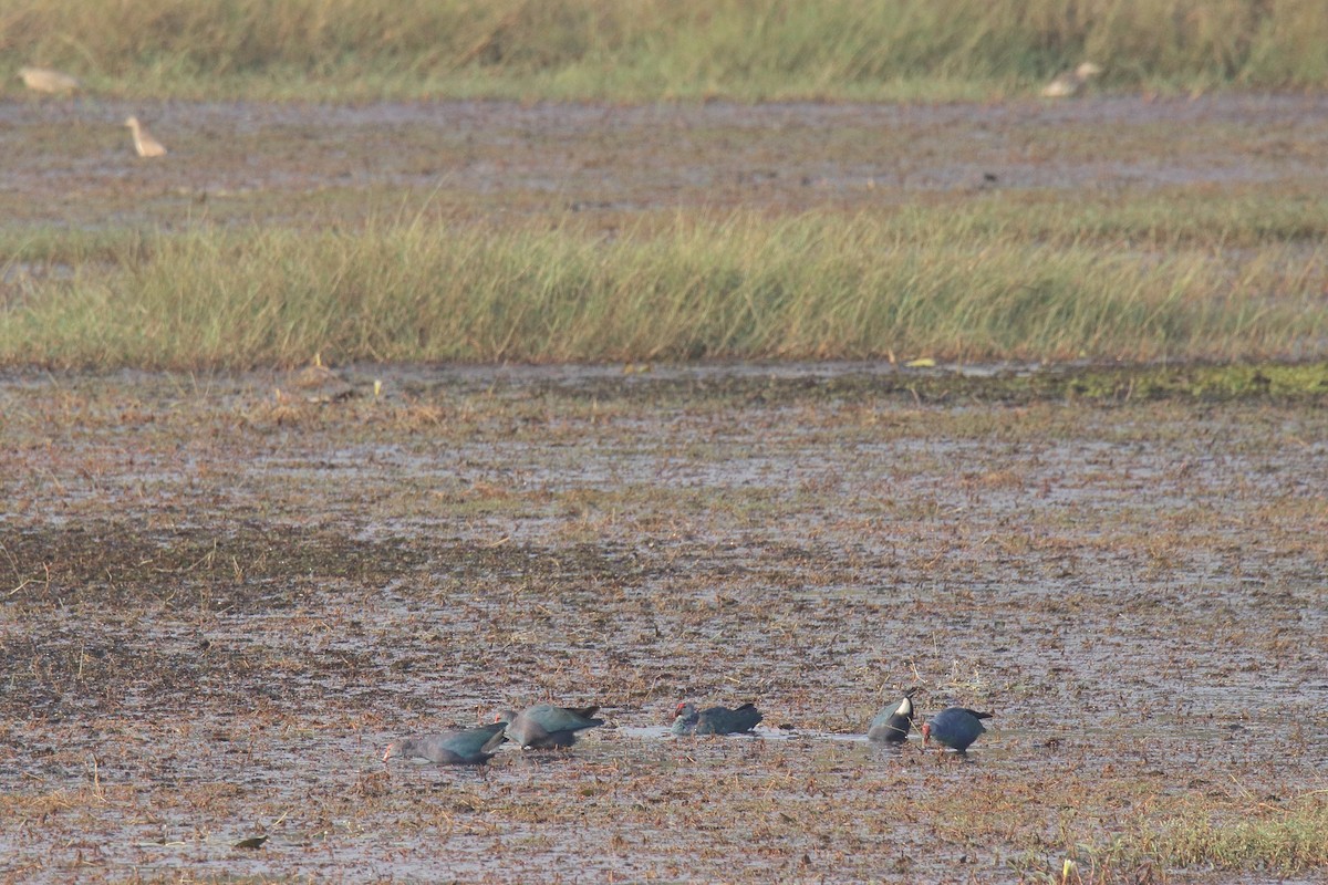 Gray-headed Swamphen - ML83290981