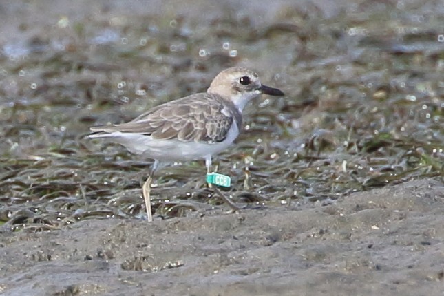 Greater Sand-Plover - ML83291181