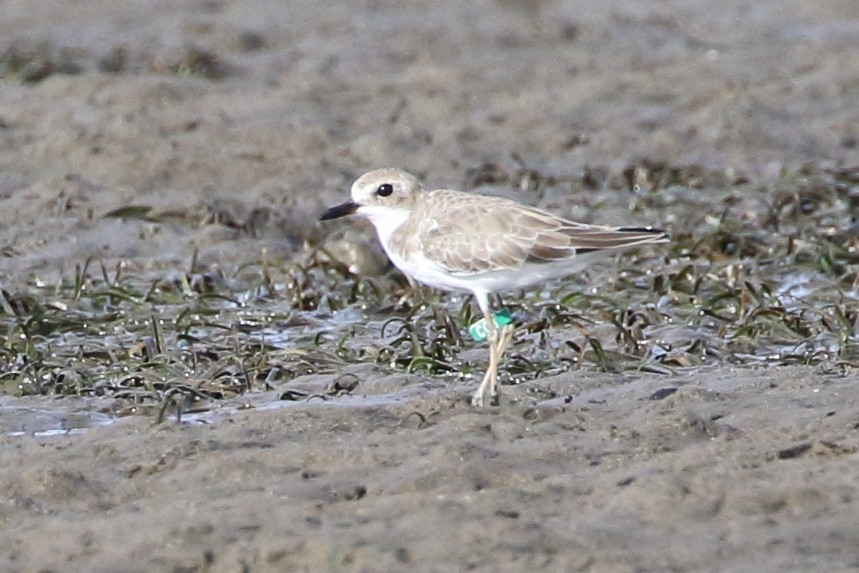 Greater Sand-Plover - ML83291201